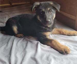 German Shepherd Dog Puppy for sale in COOKEVILLE, TN, USA