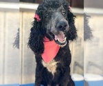 Small Photo #2 Poodle (Standard) Puppy For Sale in KISSIMMEE, FL, USA