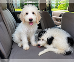 Small Photo #5 Pyredoodle Puppy For Sale in Croydon, NH, USA