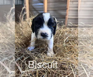 English Springer Spaniel Puppy for sale in MARTVILLE, NY, USA