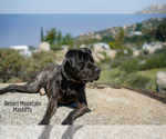 Small Photo #25 Mastiff Puppy For Sale in HEMET, CA, USA