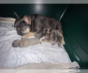 Mother of the French Bulldog puppies born on 07/17/2023
