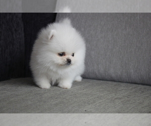 Pomeranian Puppy for sale in DALLAS, TX, USA