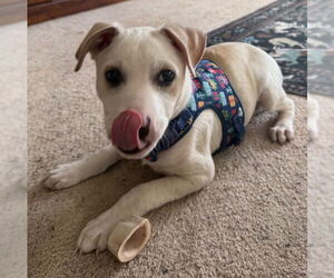 Blazer - Male Mutt Dog for Adoption - Photo #5