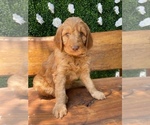 Puppy 2 Goldendoodle