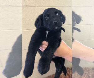 Labrador Retriever Dogs for adoption in Amarillo, TX, USA