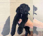 Small Labrador Retriever