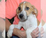 Small #1 Treeing Walker Coonhound Mix