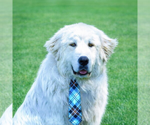 Medium Photo #3 Great Pyrenees Puppy For Sale in Unionville, PA, USA