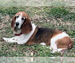 Small #1 Basset Hound