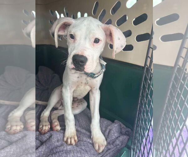 Medium Photo #22 Boxer-Unknown Mix Puppy For Sale in Germantown, OH, USA