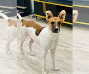 Olaft - Male Great Dane-Unknown Mix Dog for Adoption - Photo #2