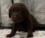 Small #1 Labrador Retriever