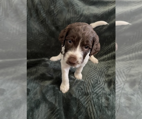 Medium Photo #1 F2 Aussiedoodle-Goldendoodle Mix Puppy For Sale in JESUP, GA, USA