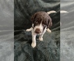 Puppy Puppy 1 F2 Aussiedoodle-Goldendoodle Mix