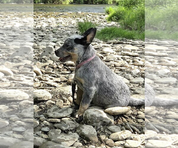 Medium Photo #4 Mutt Puppy For Sale in Garden City, NY, USA