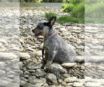 Small #3 Mutt