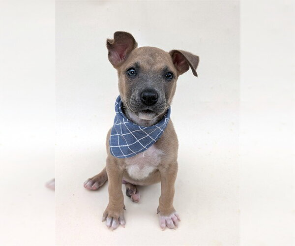 Medium Photo #2 American Pit Bull Terrier-Unknown Mix Puppy For Sale in Conroe, TX, USA