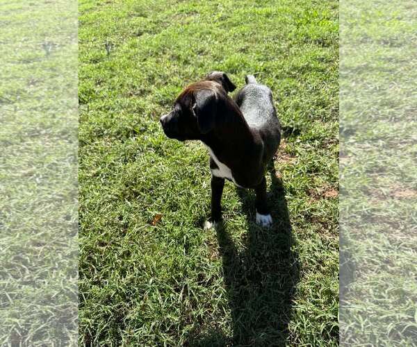 Medium Photo #2 Mutt Puppy For Sale in Woodbury, NY, USA