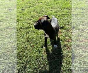 MARRON - Female Mutt Dog for Adoption - Photo #2