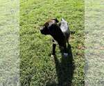 Small Photo #2 Mutt Puppy For Sale in Woodbury, NY, USA