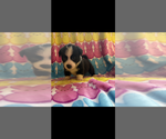 Small #9 Pembroke Welsh Corgi