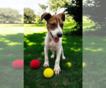 Small #20 Basenji-Rat Terrier Mix