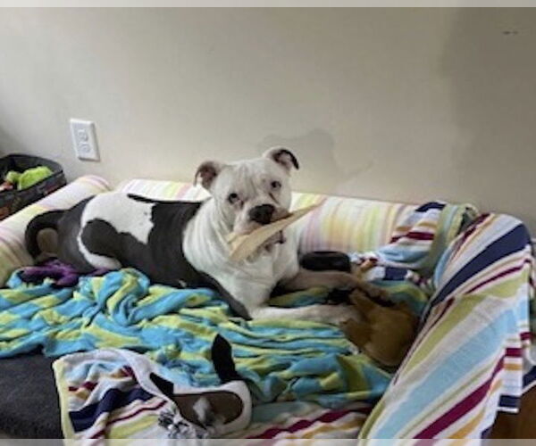 Medium Photo #7 American Bulldog-Unknown Mix Puppy For Sale in Cary, NC, USA