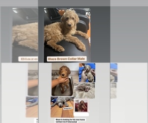 Goldendoodle Puppy for sale in NEW YORK, NY, USA