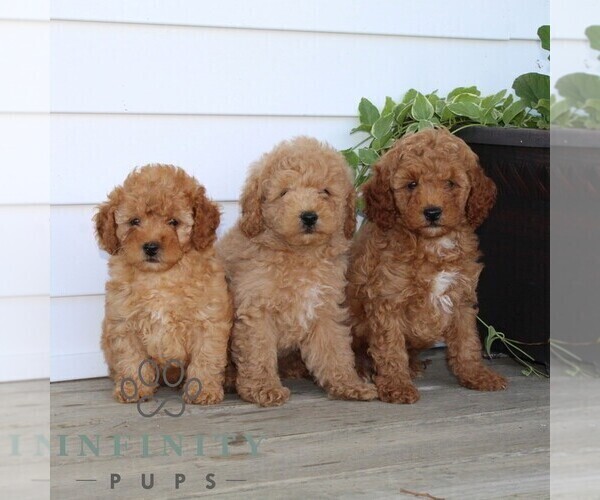 Medium Photo #2 Poodle (Miniature) Puppy For Sale in KIRKWOOD, PA, USA