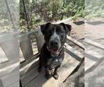 Small #15 Mutt