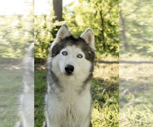 Medium Photo #1 Siberian Husky Puppy For Sale in Carrollton, TX, USA