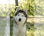 Small Siberian Husky