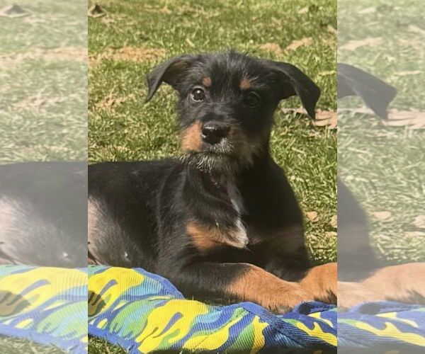 Medium Photo #5 Doberman Pinscher-Miniature Schnauzer Mix Puppy For Sale in Pottstown, PA, USA