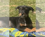 Small #4 Doberman Pinscher-Miniature Schnauzer Mix