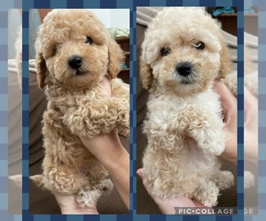 Poodle (Toy) Puppy for sale in LINCOLNTON, GA, USA