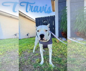 Travis - Male Argentinian Mastiff Dog for Adoption - Photo #3