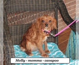 Mother of the Cavapoo puppies born on 03/16/2025