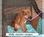 Small Photo #1 Cavapoo Puppy For Sale in CLARKRANGE, TN, USA
