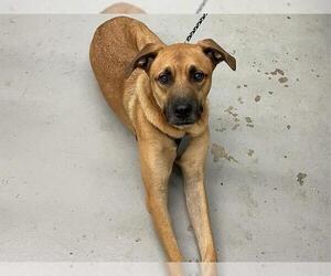 Labrador Retriever Dogs for adoption in Waco, TX, USA