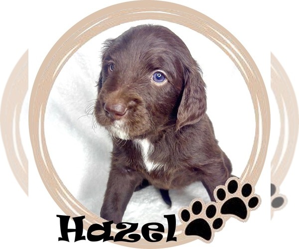 Medium Photo #4 Goldendoodle mix (+ Poodle Standard) Puppy For Sale in SARASOTA, FL, USA