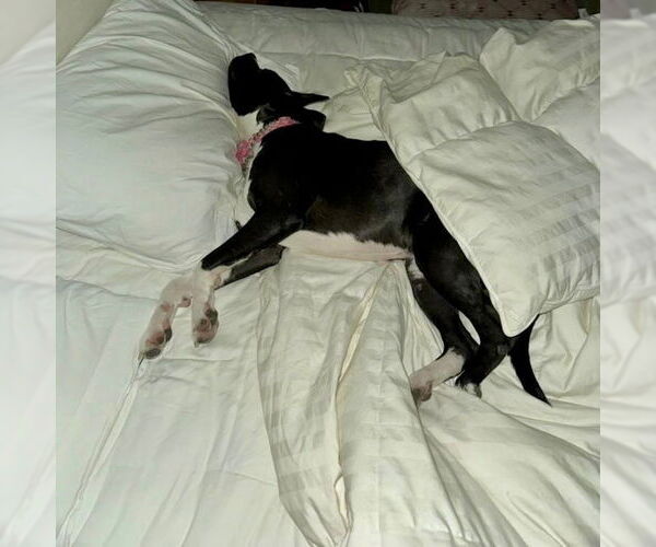 Medium Photo #11 American Pit Bull Terrier-Labrador Retriever Mix Puppy For Sale in Dana Point, CA, USA