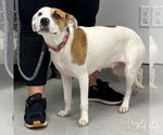 Small #2 Beagle Mix