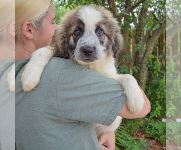 Medium Photo #4 Collie-Great Pyrenees Mix Puppy For Sale in Huntley, IL, USA