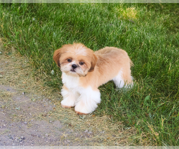 Medium Photo #4 Shih Tzu Puppy For Sale in SYRACUSE, IN, USA