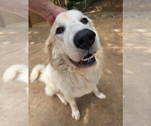 Bridget - Female Great Pyrenees-Unknown Mix Dog for Adoption - Photo #2