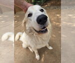 Small #1 Great Pyrenees Mix