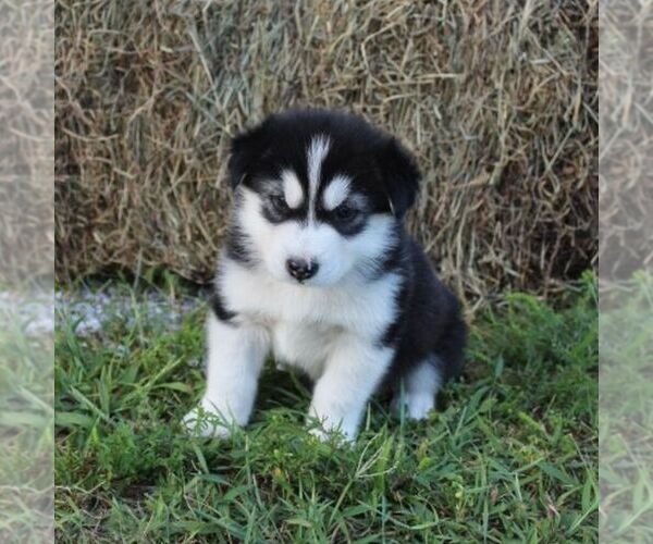 Medium Photo #4 Alaskan Malamute Puppy For Sale in CROGHAN, NY, USA