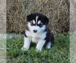 Small #3 Alaskan Malamute