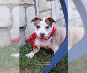 American Pit Bull Terrier Dogs for adoption in McKinney, TX, USA